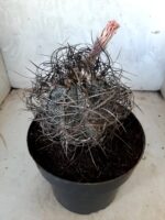 ASTROPHYTUM CAPRICÓRNIO Nº 231 – vaso 20 - Imagem 6