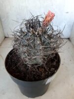 ASTROPHYTUM CAPRICÓRNIO Nº 231 – vaso 20 - Imagem 5