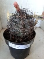 ASTROPHYTUM CAPRICÓRNIO Nº 231 – vaso 20