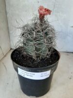 ASTROPHYTUM CAPRICÓRNIO Nº 232 – vaso 20 - Imagem 2