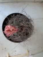 ASTROPHYTUM CAPRICÓRNIO Nº 232 – vaso 20 - Imagem 3