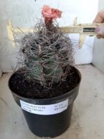 ASTROPHYTUM CAPRICÓRNIO Nº 232 – vaso 20
