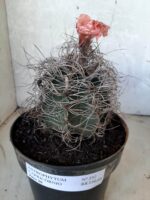 ASTROPHYTUM CAPRICÓRNIO Nº 232 – vaso 20 - Imagem 12