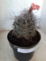 ASTROPHYTUM CAPRICÓRNIO Nº 232 – vaso 20 - Imagem 11