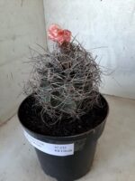ASTROPHYTUM CAPRICÓRNIO Nº 232 – vaso 20 - Imagem 10