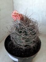 ASTROPHYTUM CAPRICÓRNIO Nº 232 – vaso 20 - Imagem 9