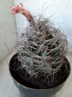 ASTROPHYTUM CAPRICÓRNIO Nº 232 – vaso 20 - Imagem 8