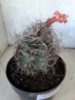 ASTROPHYTUM CAPRICÓRNIO Nº 232 – vaso 20 - Imagem 5