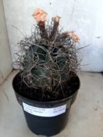 ASTROPHYTUM CAPRICÓRNIO Nº 233 – vaso 20 - Imagem 2
