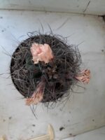 ASTROPHYTUM CAPRICÓRNIO Nº 233 – vaso 20 - Imagem 3