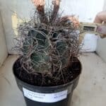 ASTROPHYTUM CAPRICÓRNIO Nº 233 – vaso 20