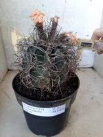 ASTROPHYTUM CAPRICÓRNIO Nº 233 – vaso 20