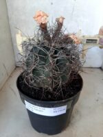 ASTROPHYTUM CAPRICÓRNIO Nº 233 – vaso 20 - Imagem 4