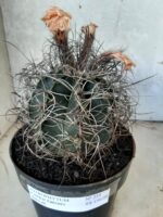 ASTROPHYTUM CAPRICÓRNIO Nº 233 – vaso 20 - Imagem 13