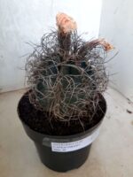 ASTROPHYTUM CAPRICÓRNIO Nº 233 – vaso 20 - Imagem 12