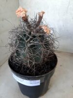 ASTROPHYTUM CAPRICÓRNIO Nº 233 – vaso 20 - Imagem 11