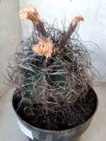 ASTROPHYTUM CAPRICÓRNIO Nº 233 – vaso 20 - Imagem 9