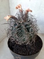 ASTROPHYTUM CAPRICÓRNIO Nº 233 – vaso 20 - Imagem 8
