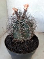 ASTROPHYTUM CAPRICÓRNIO Nº 233 – vaso 20 - Imagem 7