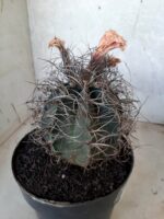 ASTROPHYTUM CAPRICÓRNIO Nº 233 – vaso 20 - Imagem 6