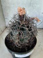 ASTROPHYTUM CAPRICÓRNIO Nº 233 – vaso 20 - Imagem 5