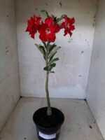 Planta Dobrada 1662 – 30cm – 01 ano - Imagem 2