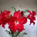 Planta Dobrada 1662 – 30cm – 01 ano