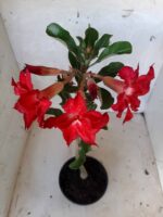 Planta Dobrada 1662 – 30cm – 01 ano - Imagem 6