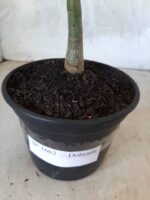 Planta Dobrada 1662 – 30cm – 01 ano - Imagem 8