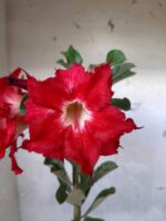 Planta Dobrada 1662 – 30cm – 01 ano - Imagem 4