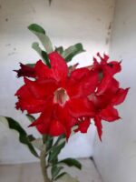 Planta Dobrada 1662 – 30cm – 01 ano - Imagem 3