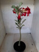 Planta Dobrada 1662 – 30cm – 01 ano - Imagem 7