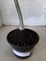 Planta Dobrada 1708 – 30cm – 01 ano - Imagem 6