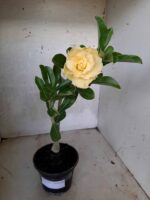 Planta Dobrada 1709 – 30cm – 01 ano