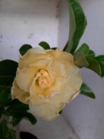 Planta Dobrada 1709 – 30cm – 01 ano - Imagem 6