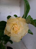 Planta Dobrada 1709 – 30cm – 01 ano - Imagem 4