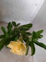 Planta Dobrada 1709 – 30cm – 01 ano - Imagem 5