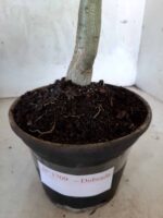 Planta Dobrada 1709 – 30cm – 01 ano - Imagem 7