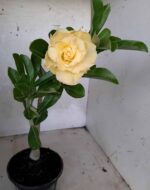 Planta Dobrada 1709 – 30cm – 01 ano - Imagem 3