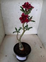 ENXERTO 10859 – 25cm (cor LM 434) - Imagem 2