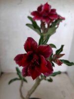 ENXERTO 10859 – 25cm (cor LM 434)