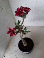 ENXERTO 10859 – 25cm (cor LM 434) - Imagem 4