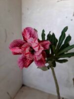 ENXERTO 10870 – 25cm (cor LM 692)