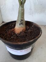 ENXERTO 10870 – 25cm (cor LM 692) - Imagem 7