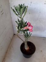 ENXERTO 10870 – 25cm (cor LM 692) - Imagem 6