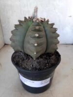 ASTROPHYTUM cv KIKKO   Nº 209 – vaso 15 - Imagem 2