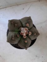 ASTROPHYTUM cv KIKKO   Nº 209 – vaso 15 - Imagem 3