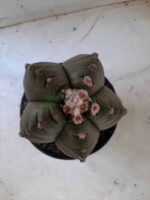 ASTROPHYTUM cv KIKKO   Nº 209 – vaso 15 - Imagem 9