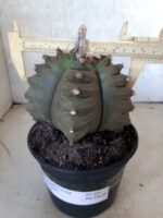ASTROPHYTUM cv KIKKO   Nº 209 – vaso 15 - Imagem 10