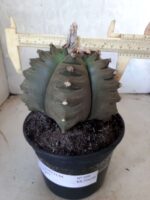 ASTROPHYTUM cv KIKKO   Nº 209 – vaso 15
